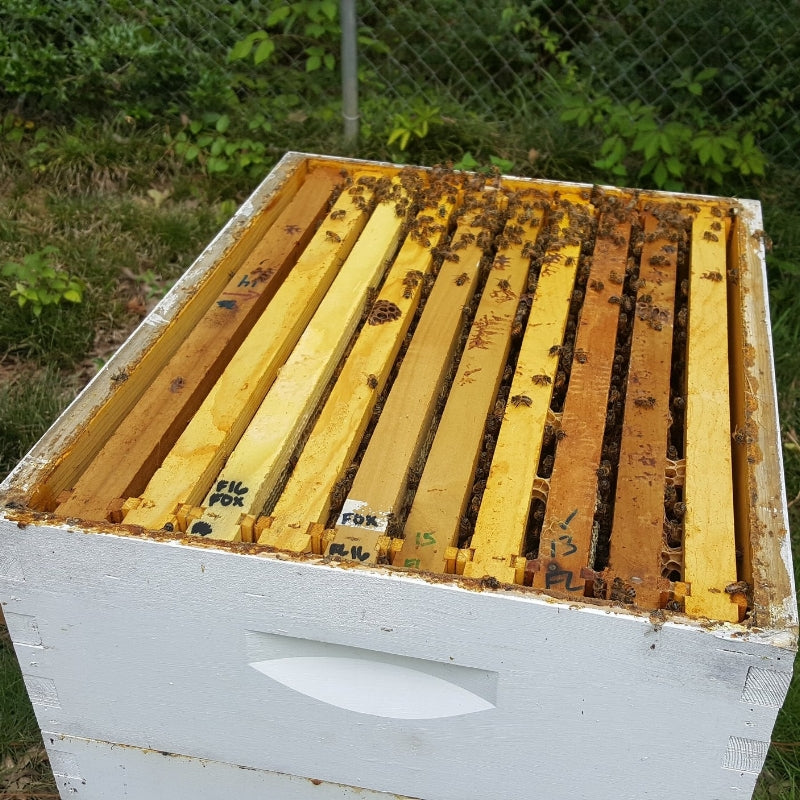 When I was “installing” the bees into the hive, I was very surprised to discover I was short one frame. In other words, there was a big gap in the hive where the frame should have been.