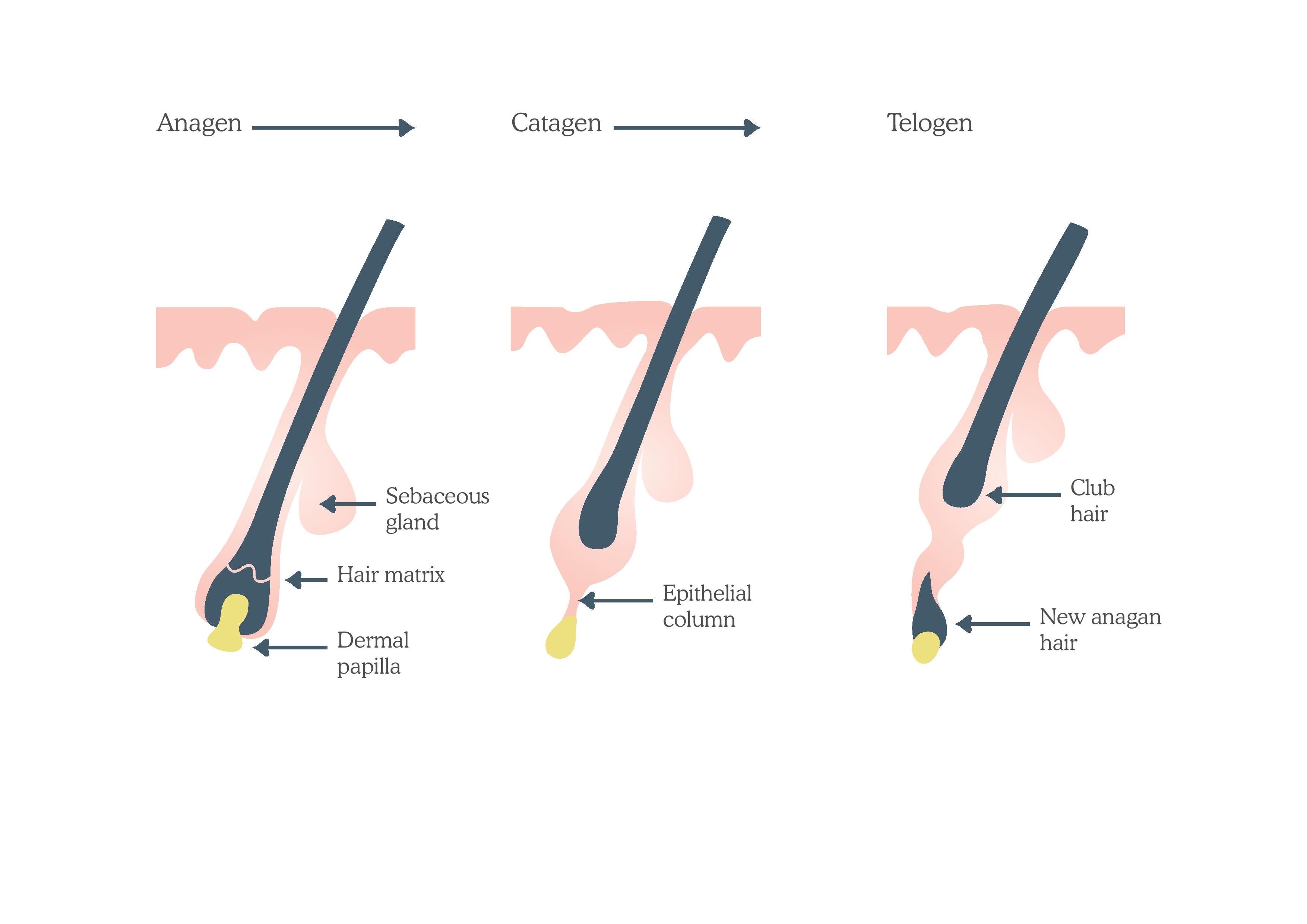 LavishRe Beauty Body Waxing: Costs Solutions