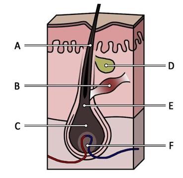 Laser Hair Removal Near Me