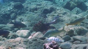 Octopus punch fish that don’t cooperate on hunting trips, video shows