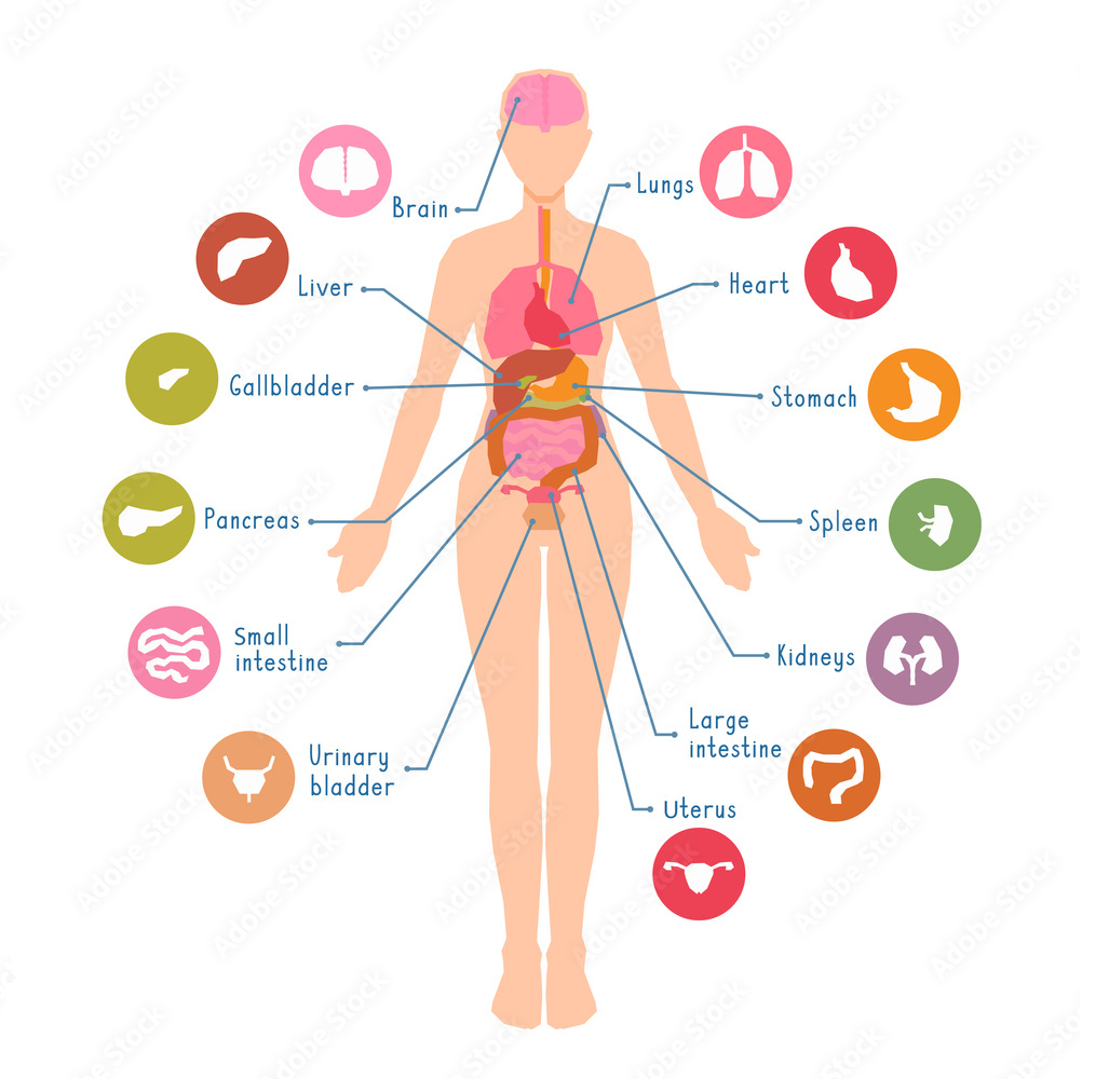 female body diagram