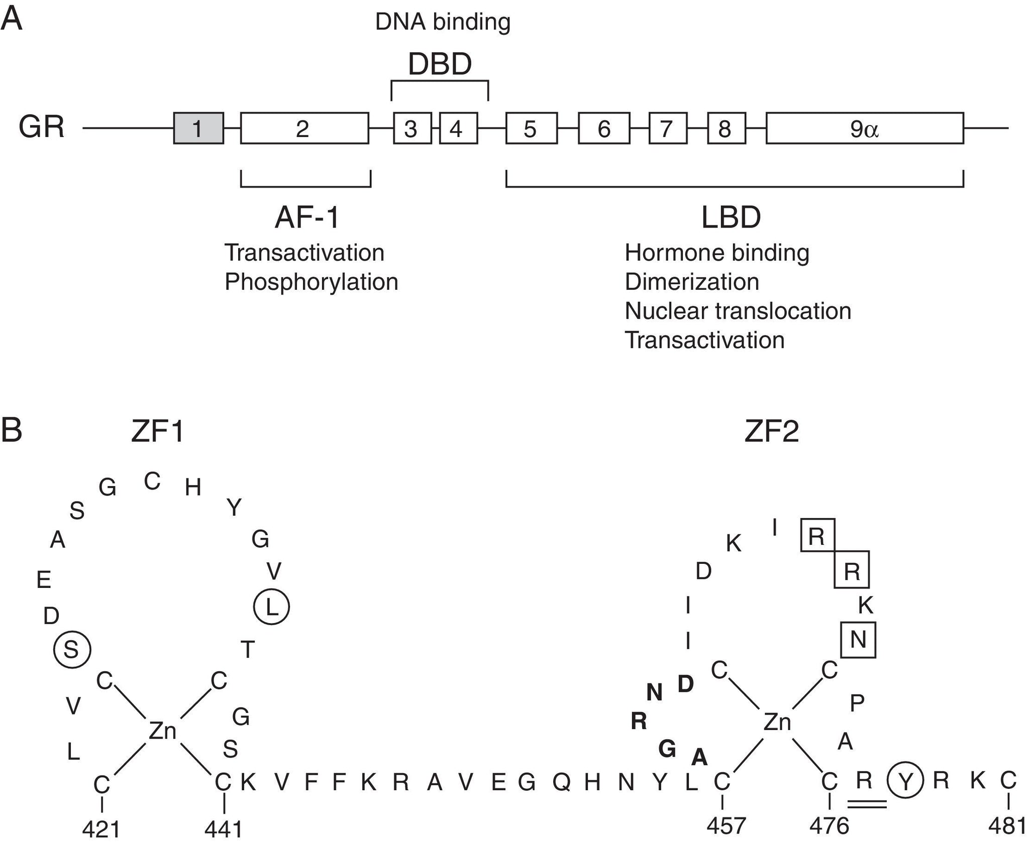 Glucocorticoid resistance syndrome caused by two novel mutations in the NR3C1 ge...