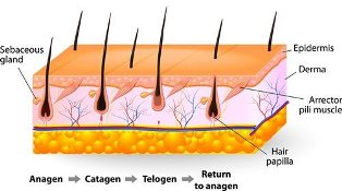 Brazilian Waxing