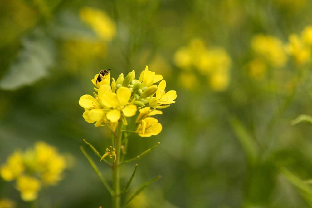 Celebrating National Mustard Day