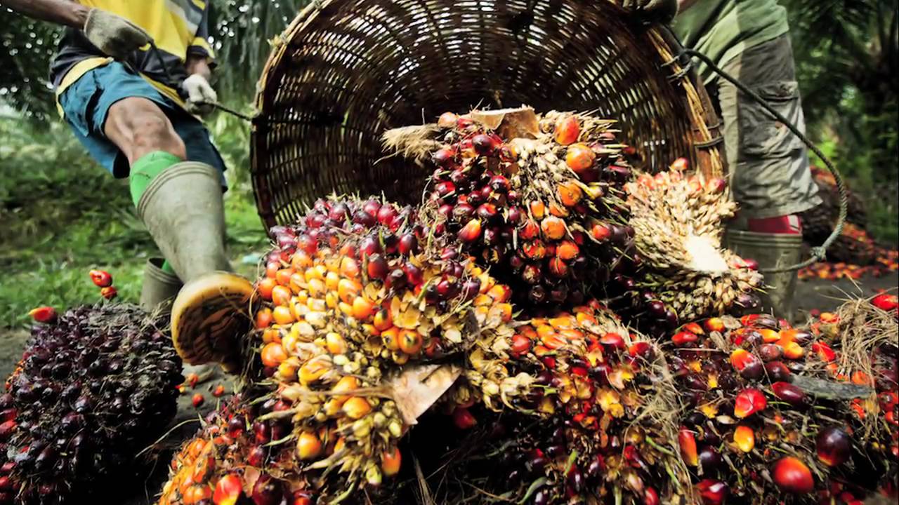 Nigerian Palm Oil Sector: Waxing Stronger Under Policy Cover