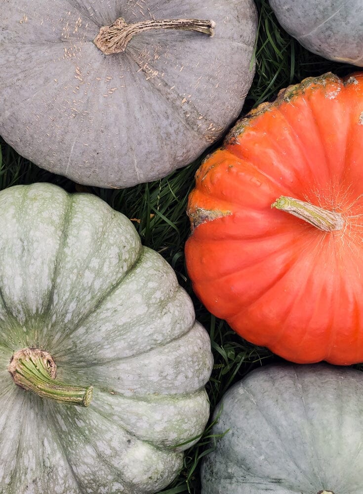 Pumpkin Recipes: Vegan for Autumn